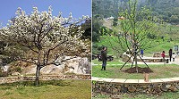 　近日前往勝天公園賞花的民眾，都會驚艷於一株正盛開的豆梨，這株豆梨大有來頭，她曾代表馬祖赴台參加2010台北國際花卉博覽會，之後移植到勝天公園，不僅讓馬祖鄉親能就近欣賞，也讓蒞馬遊客們共同來見證馬祖豆梨之美與特色。（圖／文：曹重偉）
