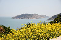 花與海的美麗組合　圖與文：陳鵬雄