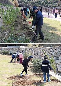 　107年連江縣植樹節活動12日在福清步道舉行，縣府同仁和仁愛國小學生攜手合作種植120株縣樹海桐。（圖／文：吳嘉榮）