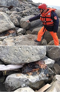 　又見鯨豚死亡，第一○岸巡總隊14日上午於西莒執行巡邏勤務時，發現1隻死亡鯨豚，死因不明，現場協助採樣提供檢驗，豚體以就地掩埋方式處理。（圖：行政院海岸巡防署北部地區巡防局第一○岸巡總隊）