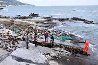 　橋仔在地生產海帶營養健康，去年馬拉松跑者說喝社區準備的海帶湯後擁有神奇的力量。（圖：本報資料室）