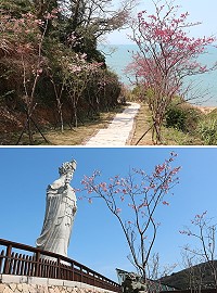 媽祖宗教文化園區和勝天公園濱海步道富士櫻浪漫盛開,以最美麗的姿態迎接著每一位到訪的旅人。(圖/文:吳嘉榮)