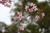 　全村一起來熱鬧！（圖與文：張登傑、陳樂團）