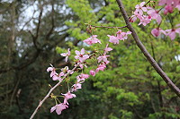 　全村一起來熱鬧！（圖與文：張登傑、陳樂團）