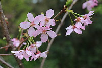 　全村一起來熱鬧！（圖與文：張登傑、陳樂團）