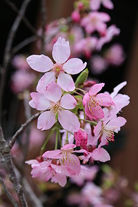 　全村一起來熱鬧！（圖與文：張登傑、陳樂團）