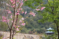 　全村一起來熱鬧！（圖與文：張登傑、陳樂團）