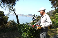 　讓山水美景陪伴跑者，北竿馬拉松賽道路樹展開大規模修剪工作。（圖／文：陳鵬雄）