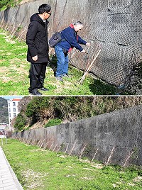 枕戈待旦下方入口兩側種植的300株九重葛樹苗,經過嚴冬考驗之後,產發處強調存活情形良好。(圖/文:曹重偉)