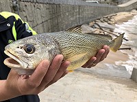　遊覽車司機在芹壁澳口幸運撿到一尾重達2斤餘的春仔魚，若按市價售出可賺一天工資。（圖／文：陳鵬雄）