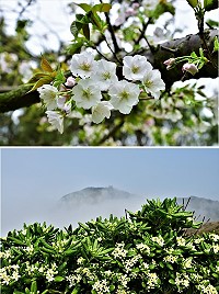 進入四月天,東引的吉野櫻、海桐花競相綻放,為季節添姿色。(圖/文:陳其敏)