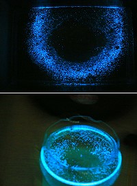 海洋大學研究證實由夜光蟲形成的「藍眼淚」為自然環境生態,並非汙染造成,亦非環境惡化指標。(圖:國立海洋大學)
