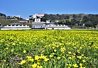 　春光明媚。（圖／文：陳其敏）