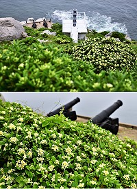 東引燈塔景區,海桐花如白雪鋪展海岸山坡,散發清新香氣。﹙圖/文:陳其敏﹚