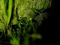 北竿橋仔南邊山出現螢火蟲,「北竿雌光螢季」已拉開序幕。(圖:舒漫活民宿)