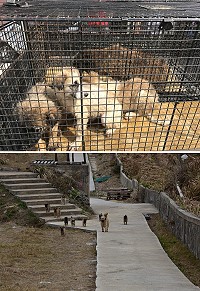 西莒狗滿為患,產發處委託莒光鄉公所啟動抓狗行動,直接送往南竿動物收容所。(圖/文:宋幸儒)