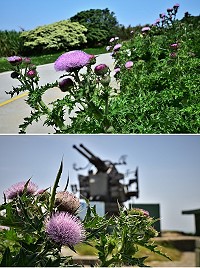 被稱之為「地雷」的南國小薊,雖然明艷嬌媚,但是全身長滿了銳刺,防衛性十足,是馬祖列島的代表性植物之一。(圖/文:陳其敏)