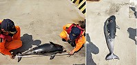 岸巡總隊發現已死亡露脊鼠海豚,長度約120公分,外觀完整,委請產發處冰存研究。(圖:馬祖岸巡總隊)