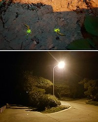 上圖:西莒10日晚間田澳村入村處左邊坡上再發現20至30隻左右黃緣雌光螢。下圖:西莒賞螢地點以有容路左側往西坵村方向最多。(圖/文:宋幸儒)