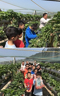 敬恆國中小有機草莓園結實纍纍,小朋友享受採果樂趣。(圖/文:宋幸儒)