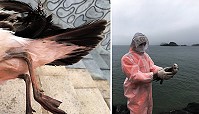 黑尾鷗纏釣魚線,性命堪慮,海巡愛心救援並協助送至漁牧科救護治療。(圖:馬祖岸巡總隊)