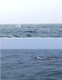 東莒鄉親在外礁小嶼巧遇大群鯨豚追捕魚群。(圖/文:蔡夢玲)