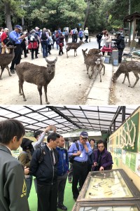 永續大坵島梅花鹿生態園區經營,縣府與馬管處、北竿鄉公所組團赴日本奈良觀摩取經。(圖:縣府產發處)
