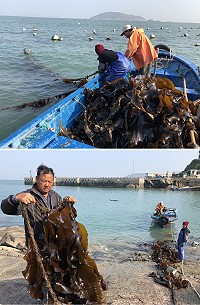 經過4個月海水滋養,橋仔漁民自產自銷海帶開始採收作業。(圖/文:陳鵬雄)