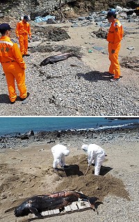 東莒47據點海豚死亡,海巡弟兄齊心協處。(圖:第一○岸巡總隊)