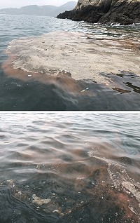 海面出現紅通通赤潮,預告藍眼淚爆量即將到來。(圖/文:陳鵬雄)