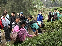 　敬恆國中小參觀雲津茶園，由馬祖原生植物發展協會理事長邱垂旺導覽說明，介紹茶葉種植、採摘過程和其特色。（圖／文：吳嘉榮）