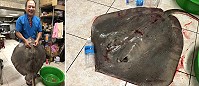 橋仔漁民捕獲罕見52斤重大魟魚。(圖/文:陳鵬雄)