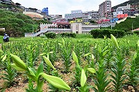 　東引忠誠門前的數千株鐵砲百合，已經全數冒出花苞，近日內即能觀賞到花開的盛況。（圖／文：陳其敏） 