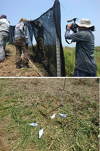 　產發處2018誘鳥計畫今年再度選定北竿鐵尖島實施，生態攝影家梁皆得全程跟拍記錄。（圖：縣府產發處、台北鳥會）