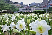 鐵砲盛放　圖與文：陳其敏