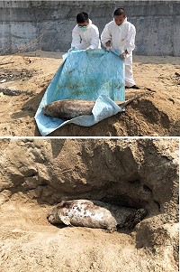 近期鯨豚死亡增多,岸巡隊近日連續接獲兩起通報,呼籲全民維護海洋資源有責。(圖:海洋委員會海巡署金馬澎分署第十岸巡隊)