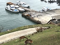 　大坵島生態尋鹿之旅越來越夯，19日逢週六人潮大爆量，上午時段同時有5艘大客輪以及3艘小型娛樂漁船靠泊大坵碼頭。（圖／文：陳鵬雄）