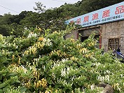 　馬祖金銀花盛開，不少民眾採來當涼茶喝，但虛寒體質不宜飲用。（圖／文：陳鵬雄）