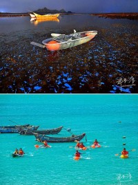 東莒透明獨木舟夜晚配合潮汐體驗如夢似幻藍眼淚奇景,像李安《少年Pi的奇幻漂流》拍攝3D電影場景及白天划行樂。(圖:許釗滂提供)