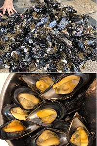馬祖現挑淡菜肥度至八成左右,養殖戶陸續接到訂單開始忙碌的出貨期。(圖/文:陳鵬雄)