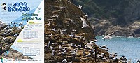 2018生態賞鷗暨海上看馬祖活動6月15日起至10月20日,帶領遊客欣賞群鷗之美。(圖:交旅局)