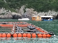 　北竿漁民在高登西側海域籌設箱網養殖，初期以淡菜及黃魚為主。（圖／文：陳鵬雄）