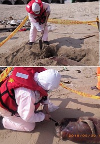 　南竿牛角沙灘發現死亡海豚，為馬祖地區今年第8起；第十岸巡隊籲請民眾勿隨意於海上或岸際丟棄廢棄物，留給後代一片美麗的海洋。（圖：海洋委員會海巡署金馬澎分署第十岸巡隊）