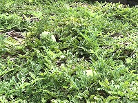 　今年雨量少，&#22338;里西瓜產量品質都穩定，陸續進入採收期。（圖／文：陳鵬雄）