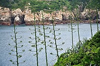 　夏季來臨，在東引海岸已能看到一根根豎起的龍舌蘭花莖，與海天、懸崖峭壁相映襯，構成獨特島嶼風景。（圖／文：陳其敏）