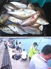 　東引南澳港灣20日下午出現黃雞魚群，吸引許多民眾搶釣。（圖／文：陳其敏） 