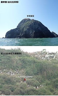 台大森林系出海進行燕鷗保護區繞島觀察,確認鳳頭燕鷗於南竿劉泉礁繁殖,黑嘴端鳳頭燕鷗於西莒蛇山穩定孵巢中。(圖:張樂寧)