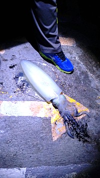 4斤大軟絲東莒猛澳碼頭釣獲　圖與文：蔡夢玲
