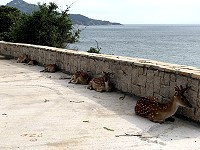 農曆節氣小暑剛過，馬祖地區近日熱氣逼人，平均氣溫都在32度以上，大坵島上的梅花鹿為了在村莊等待遊客餵食，不惜頂著大太陽躲在矮牆角落小小遮蔭處納涼。（圖與文：陳鵬雄）