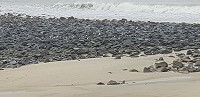 颱風天燕鷗成群在坤坵澳口礫灘躲避風頭,景象難得一見。(圖/文:宋幸儒)